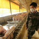 Gripe Suína de 2009: As Semelhanças com a Pandemia Covid-19