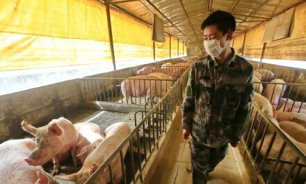 Gripe Suína de 2009: As Semelhanças com a Pandemia Covid-19